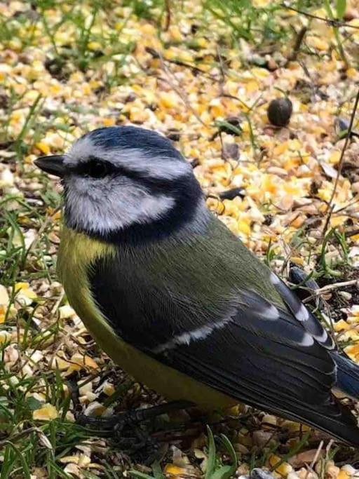 Gite De La Mesange Rochesson Buitenkant foto
